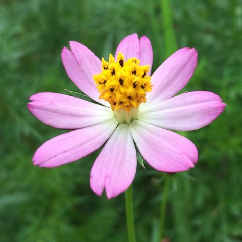 Wild cosmos (Cosmos caudatus) Care Guide. Often the wild cosmos is called in Southeast Asia Ulam Raja, or 'the King's Salad,' since the word ulam refers to a combination of food, medicine, and beauty. That culture relishes the wild cosmos as an herbal salad, though the flavor has been described as similar to crushed marigold leaves. Marigold Leaves, Wild Cosmos, Leaf Beetle, Deadheading, Root Rot, Food Medicine, Cosmos Flowers, Beneficial Insects, Water Me