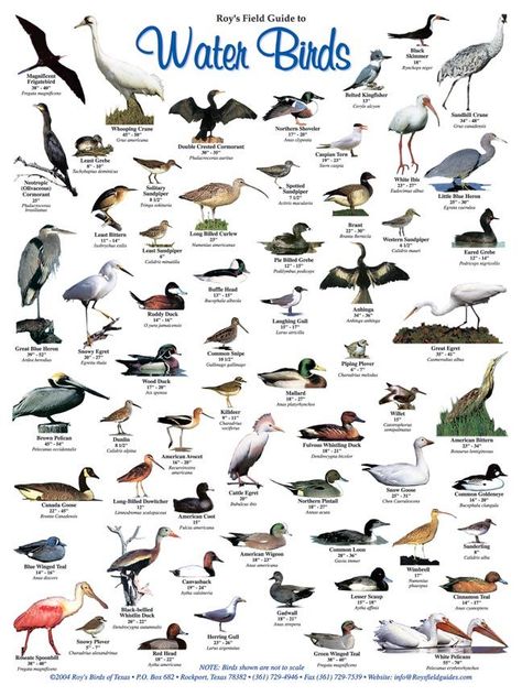 Roy's Salwater Fish and Water Birds Posters Jagdamba Devi, Backyard Birds Watching, Animals Name In English, Fish Poster, Bird Identification, Water Birds, Waterfowl Hunting, Bird Poster, Kinds Of Birds