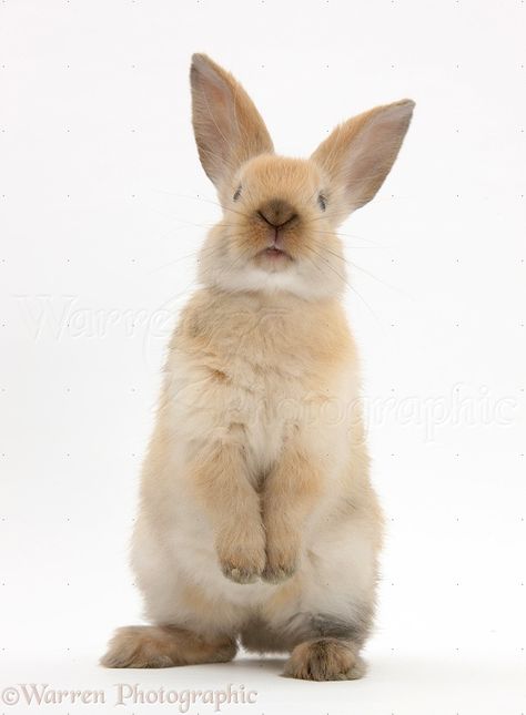 Young rabbit standing up photo WP28120 Rabbit Standing, Standing Bunny, Young Rabbit, All About Rabbits, Rabbit Colors, Small Rabbit, Rabbit Tattoos, Bunny Drawing, Rabbit Lover