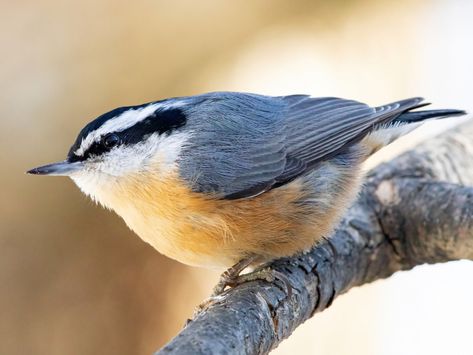 Red-breasted Nuthatch - eBird Red Breasted Nuthatch, Western Mountains, Interesting Birds, Birds Images, Nuthatches, Evergreen Forest, Woodpeckers, Chickadees, Tree Trunks