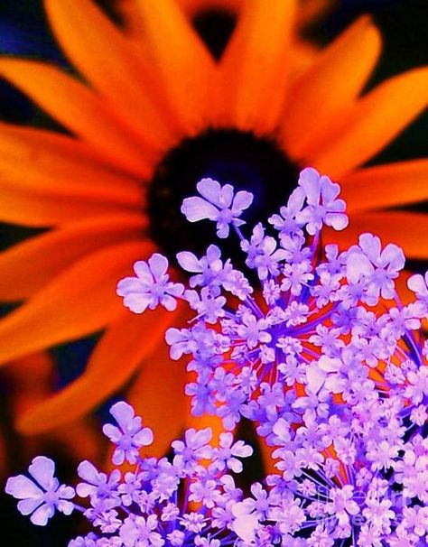 . Lavender And Orange Aesthetic, Orange And Purple Aesthetic, Purple Orange Aesthetic, Purple And Orange Aesthetic, Orange And Purple Flowers, Lavender And Orange, Painting Orange, Violet Aesthetic, Orange Painting