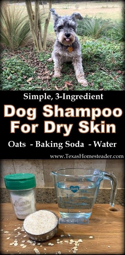 Homemade dog shampoo recipes. One uses oatmeal and baking soda to protect dry skin. Another dog shampoo recipe uses baby shampoo & vinegar #TexasHomesteader Diy Oatmeal Shampoo For Dogs, Oat Bath For Dogs, Homemade Oatmeal Bath For Dogs, Diy Dog Shampoo For Itchy Skin, Oatmeal Bath For Dogs, Dog Shampoo For Itchy Skin, Homestead Hacks, Dog Dandruff, Dog Shampoo Recipe