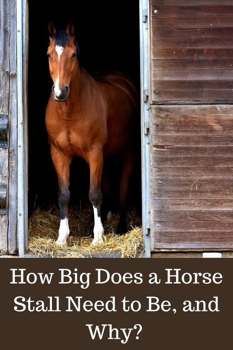 Horse Stall Floor, Small Horse Barn Plans, Pasture Shelter, Horse Stables Design, Small Horse Barns, Horse Farm Ideas, Homesteading Animals, Different Horse Breeds, Horse Barn Ideas Stables