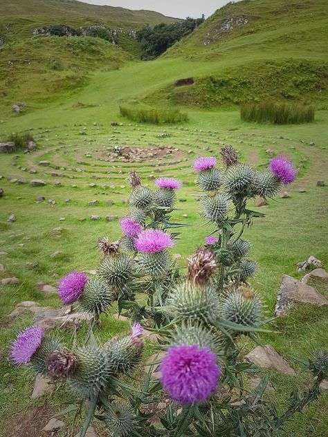 Thistle Fairy, Landscape Tattoo Ideas, Scottish Fairy, Tattoo Landscape, Scottish Aesthetic, 11 Tattoo, Scottish Flowers, Thistles Art, Scottish Heather