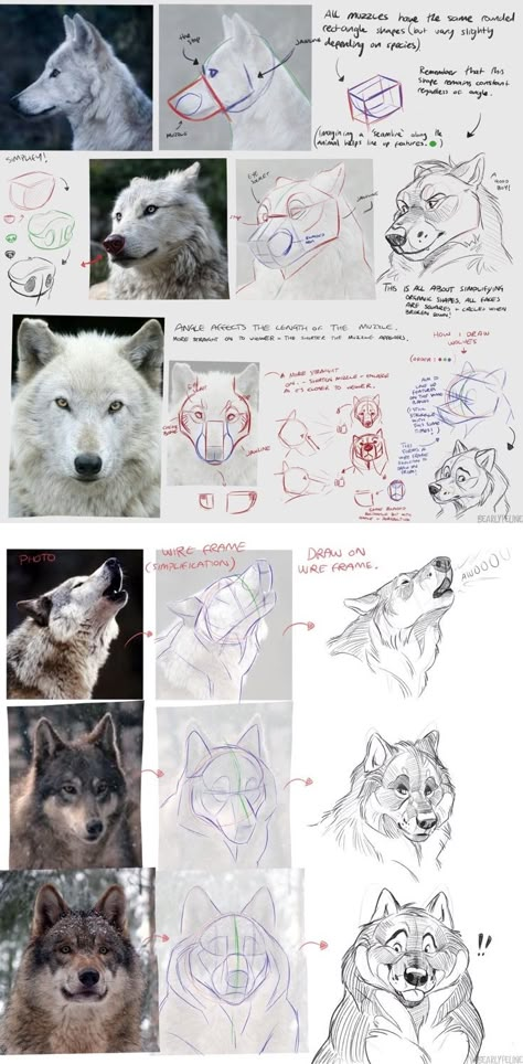 Drawing Advice, Ios Shortcuts, Dog Face Drawing, Wolf Sketch, Canine Drawing, Dog Anatomy, Animal Study, Wolf Drawing, Canine Art