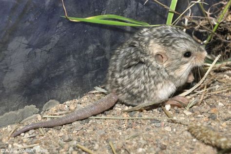 Five-toed Pygmy Jerboa Jumping Mice, Mongolian Steppe, Persian Kitty, Gobi Desert, Molluscs, Domestic Animals, Pet Sitters, Hamsters, Rodents