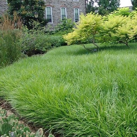 creeping lilyturf - liriope spicata Liriope Spicata, Friar Tuck, Patio Deck Designs, Deck Designs, Front Lawn, Landscape Designs, Gardening Landscaping, Modern Landscaping, Deck Design