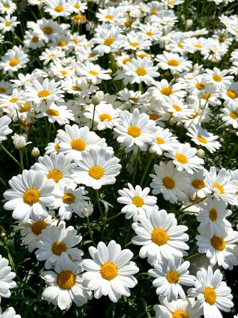 Being Present In The Moment, Present In The Moment, Beauty Of The World, Daisy Wallpaper, Being Present, Nothing But Flowers, Cute Emoji Wallpaper, Flower Therapy, I Love U