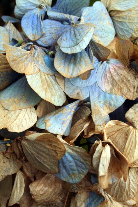 colorful state of decay Magical Autumn, Foto Macro, Sweet November, Glam Lifestyle, Dried Hydrangeas, Brown Leaves, Blue Magic, Beautiful Cottages, Butterfly Kisses