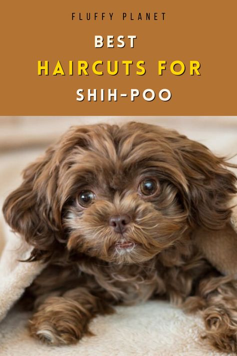 Shipoo Haircut Styles, Shitzu Poodle Haircuts, Shihpoo Haircuts, Shi Zhu Haircut, Shichon Grooming Styles, Shih Poo Grooming Styles, Teddy Bear Cut Shih Tzu, Puppy Cut Shih Tzu, Shih Poo Haircuts