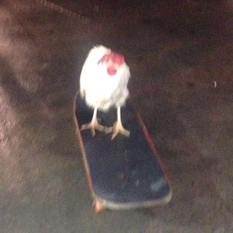 Skateboard, Chicken