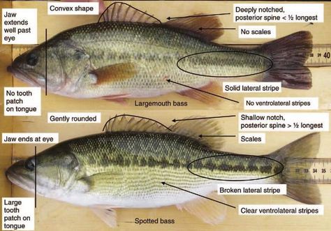 Fishing Knowledge, Fish Chart, Pergola Planter, Fisher Woman, Fish Carving, Largemouth Bass Fishing, Bass Fishing Tips, Smallmouth Bass, Bass Fish