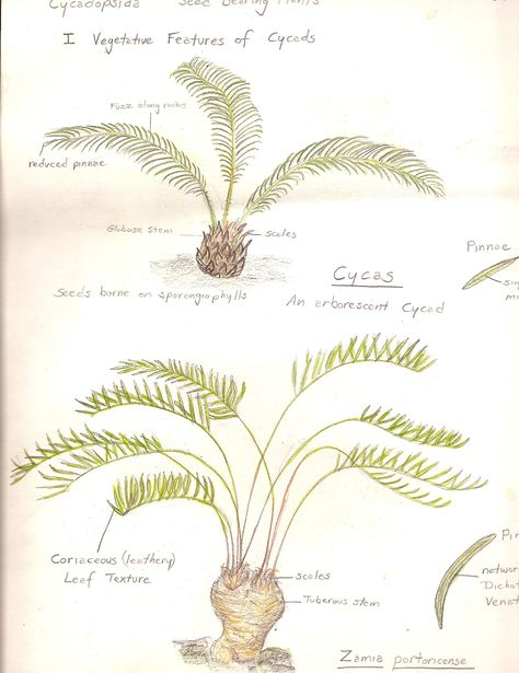 Cycadopsida: vegetative features of small seed bearing plants. Cycas and Zamia. Sketched by Gwen in plant anatomy (comparative vascular plant morphology) laboratory in 1980 at the University of Vermont. Cycads are a type of gymmnosperm that were more numerous during the Jurassic. Jurassic Plants, Plant Morphology, Anatomy Lab, Plant Anatomy, University Of Vermont, Plant Notes, Vascular Plant, Biology Notes, Leaf Texture