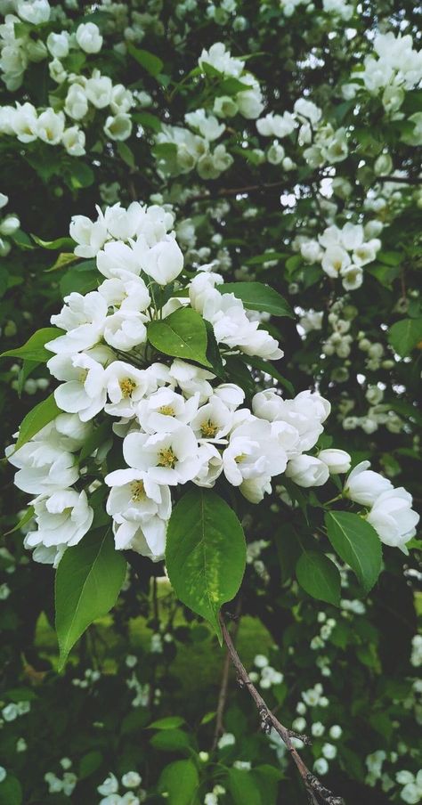 Apple Blossom Wallpaper: Embrace Nature's Beauty on Your Screen Apple Tree Wallpaper, Wallpapers Apple Watch, Spring Academia, Apple Blossom Tree, Apple Watch Faces Wallpapers, Watch Faces Wallpapers, Apple Watch Wallpapers, Watch Wallpaper Apple, Tree House Drawing