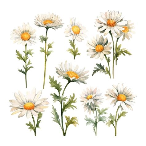 Daisy Clipart, Watercolor Daisy, Fairy Illustration, Flowers Clipart, Clipart Free, Daisy Flowers, Stationery Templates, Business Card Maker, Flyer Maker