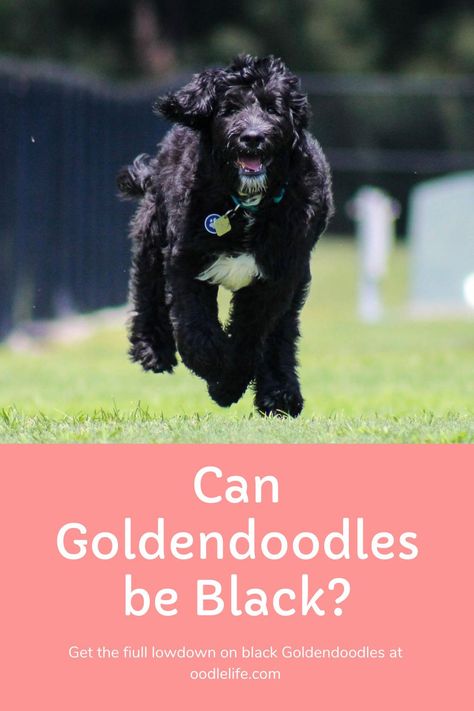 Is it possible to have a 100% black Goldendoodle? Is a black Goldendoodle rare? Will the coat of a black Godlendoodle change over time?