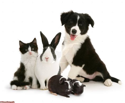 Land Creatures, Matching Things, Dutch Rabbit, Black And White Kittens, Clothes Furniture, White Bunnies, Brother From Another Mother, Animal Family, Collie Puppies