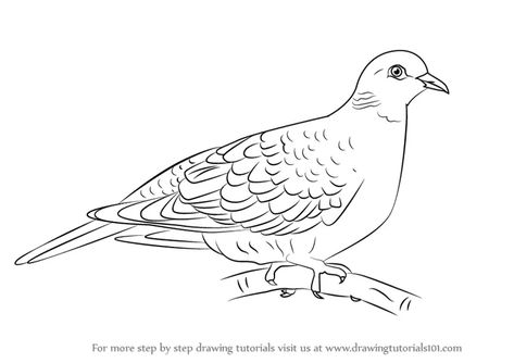 For more step by step drawing tutorials visit us at www.drawingtutorials101.com Draw Turtle, Dove Sketches, Draw A Turtle, Dove Outline, Dove Drawing, Botanical Line Drawing, Turtle Drawing, Turtle Dove, Dove Bird