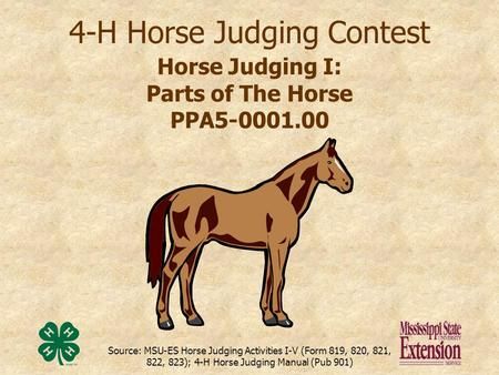 4h Horse Presentation Ideas, Horse Judging, Hunt Seat Equitation, Group Of Horses, Hunter Under Saddle, Project Coordinator, Horse Ownership, 4 H Club, Hunt Seat