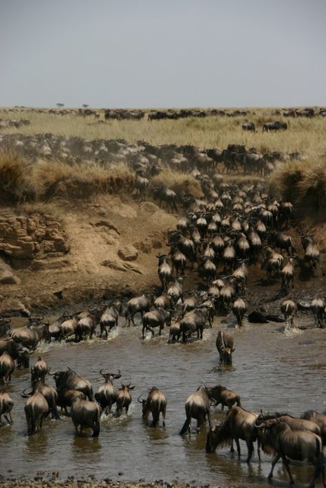 🐃🦓🐊What are the BEST times & locations to experience the GREATEST Migration on Earth, firsthand? ✔️ We've got you covered, read on: https://www.afamilysafariblog.com/our-family-friendly-guide-to-the-annual-wildebeest-migration/  There’s still space… ... at some of our family's Favourite Hidden Gems, in the Masai Mara, throughout High Season (August & September). To book contact our team today at safaris@thesafaricoltd.com. Animal Migration, Migration Of Animals, The Great Migration African Americans, The Great Migration Africa, Kenya Safari Masai Mara Camps, The Great Migration, Masai Mara, Family Favorites, Friends Family