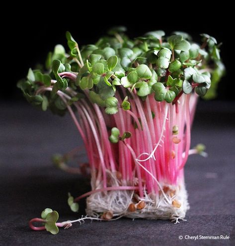 Radish Sprouts, Food Photography Inspiration, Food Photography Styling, Fruit And Veg, Beautiful Food, Fruits And Veggies, Raw Food Recipes, Food Design, Food Styling