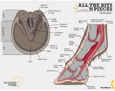 Horse Hoof Anatomy, Animal Restraint Techniques, Horse Leg Anatomy, Horse Infographic, Horse Anatomy Study, Hoof Anatomy, Anatomy 101, Equine Anatomy, Equine Massage