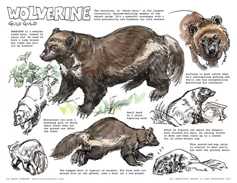 Education – Ultimate Mark Animal Study Drawing, Animal Journaling, Dersu Uzala, Bear Poses, Animal Journal, Wolverine Animal, Animal Studies, Field Journal, Animal Sketch