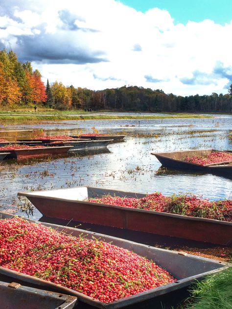 December Classroom Activities, Cranberry Bog, Field Background, December Activities, Five In A Row, Sign Out, That Day, Classroom Activities, Fall Vibes