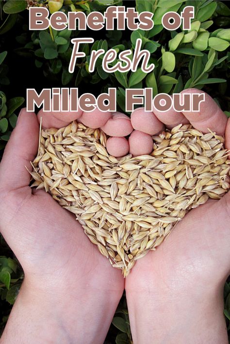 Unlocking the Benefits of Fresh Milled Flour: The Nutritional Power You Need to Know - Dr Marissa Brand Pregnancy Healthy Eating, How To Make Flour, Food Grade Buckets, Peanut Blossoms, Fresh Milled Flour, Grain Recipes, Natural Cold Remedies, Grain Foods, Bread Making