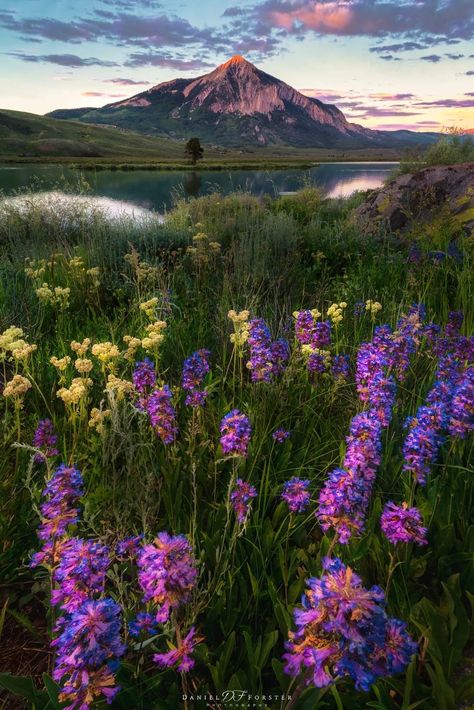 Crested Butte, Colorado. Photographer - Daniel Forster Crested Butte Colorado Wildflowers, Colorado Flowers, Colorado Wildflowers, Summer Wildflowers, Road Trip To Colorado, Crested Butte Colorado, Colorado Landscape, Painting Reference, Scenic Photos