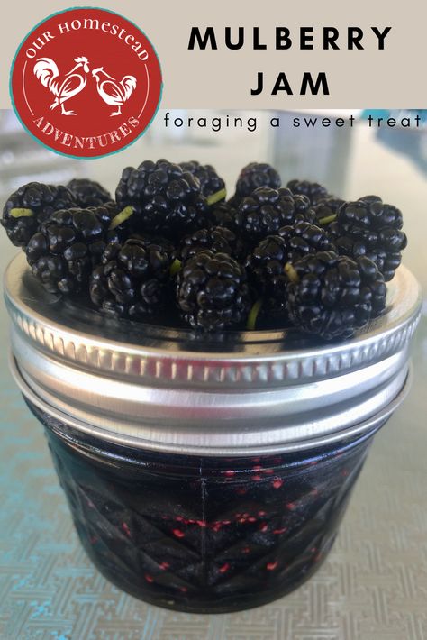 How To Make Mulberry Jam, Canning Mulberries, Mulberry Recipes Jam, Mulberry Jam Recipe No Pectin, Mulberry Jam Recipe Easy, Mullbery Recipe, Mulberry Jelly Recipe, Mulberry Jelly, Mulberry Jam Recipe