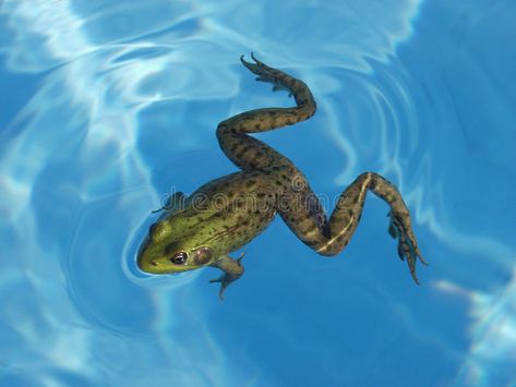 Types Of Frogs, Underwater Drawing, Frog Drawing, Pool Pump, Custom Pools, Swimming Pools Backyard, Green Frog, Saltwater Pool, Frog And Toad