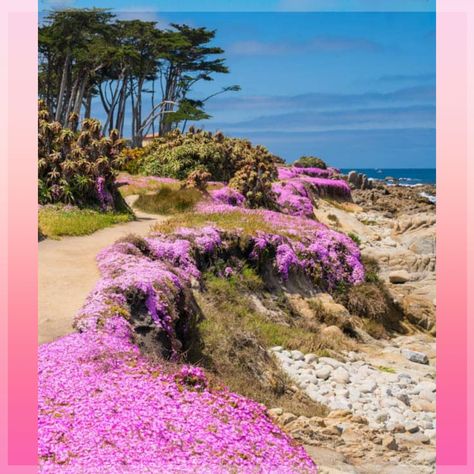 Village By The Sea, America Aesthetic, California Places To Visit, Pacific Grove California, Moon Gate, Air Art, Monterey Peninsula, Perfect Things, Travel California