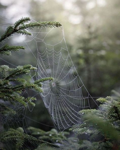 ✸This Old Stomping Ground✸ Forest Falls, Dark Green Aesthetic, Mystical Forest, Black And White Photograph, Witch Magic, Forest Photography, Witch Aesthetic, Green Witch, Walk In The Woods