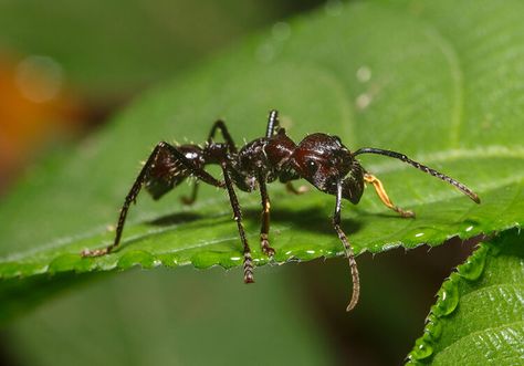 Ant Image, Tarantula Hawk, Most Dangerous Animals, Green Anaconda, Big Cat Family, Flying Lantern, Deadly Animals, Leafhopper, Strongest Animal