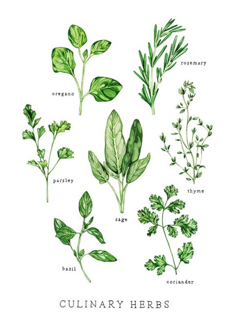 Green Line Art, Line Art Botanical, Herbs Illustration, Watercolor Herbs, Herb Art, Herb Prints, Culinary Herbs, Watercolor Plants, Botanical Illustrations