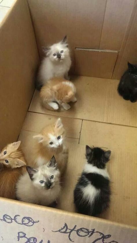 Box Of Kittens, Litter Of Kittens, Nurse Cat, Cute Black Kitten, Goals 2024, Cats Photos, Beautiful Kittens, Puppies And Kitties, Cute Cats Photos