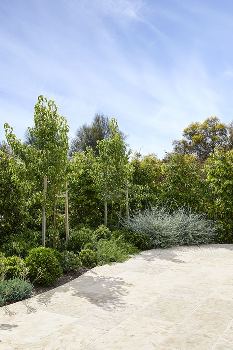 Designed and built by King’s Landscaping, the Jan Juc project is the result of a close collaboration between King’s Landscaping and the client. Coastal Driveway Landscaping, Between Houses Landscaping, Coastal Gardens Australia, Driveway Landscaping Australian, Front Yard Landscaping Driveway, Coastal Gardens Australia Beach Houses, Coastal Driveway, Front Yard Australia, Privacy Landscaping Between Houses