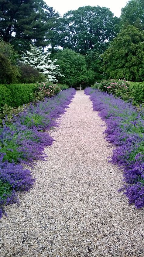 Catmint as path border at driveway A Visit to Planting Fields Arboretum #GardenBorders Long Driveway, Garden Ideas To Make, Large Backyard Landscaping, Gravel Landscaping, Landscape Borders, Driveway Landscaping, Gravel Path, Gravel Garden, Garden Shrubs