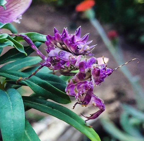 Spiny Flower Mantis Spiny Flower Mantis, Flower Mantis, Tortoise Beetle, Orchid Mantis, Mantis Religiosa, Cool Insects, Types Of Insects, Stink Bugs, Cool Bugs