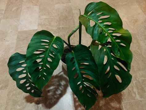 Monstera Van Laniata Weird Plants, Green Life, Plant Collection, Rare Plants, Plant Lady, May 23, Positive Vibes, Plant Leaves, Van