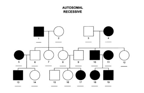 Tips for interpreting pedigree charts and understanding inheritance patterns! Inheritance And Traits For 3rd Grade, Genetic Traits Chart, Heredity: Inheritance And Variation Notes, Genetic Memory, Pedigree Chart Biology, X Chromosome, Pedigree Chart, Test Day, Animal Science