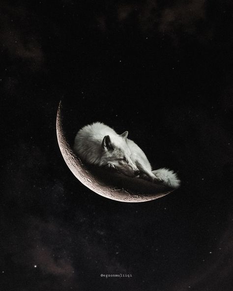 Wolf And Moon Aesthetic, Moon And Wolf Wallpaper, Moon Wolf Aesthetic, Moon Wolf Wallpaper, Wolf Moon Wallpaper, Wolf Profile Picture, Wolf Wallpaper Aesthetic, Wolf Moon Art, Wolf Mythology