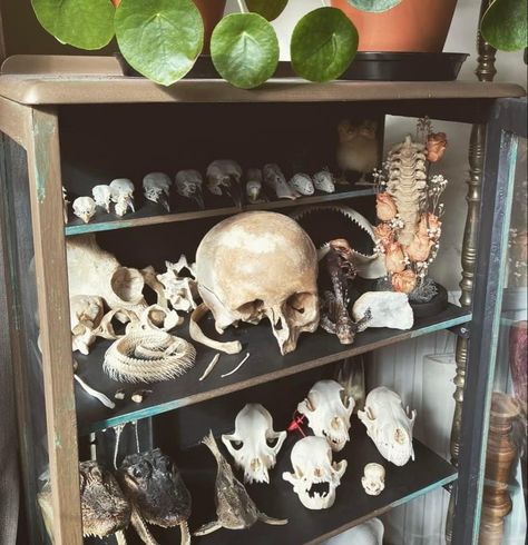 Goth Decor Diy, Bone Decorations, Oddities And Curiosities, Oddities Collection, Oddities Decor, Strange And Unusual, Taxidermy Art, Bone Crafts, Skull Bones