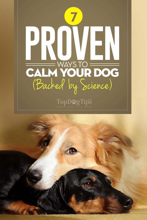 Proven Ways to Calm Down A Dog Hyperactive Dog, Dog Psychology, Reactive Dog, Dog Behavior Problems, Dog Training Classes, House Training Dogs, Dog Training Advice, Dog Brain, Calm Dogs