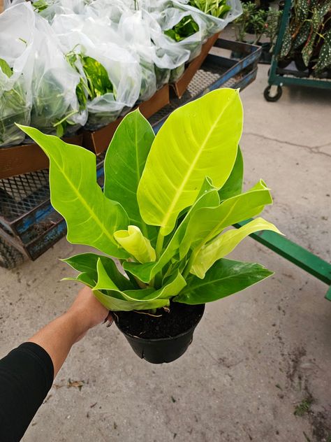 6” Philodendron Moonlight Philodendron Moonlight, Inside Plants, Green Thumb, Indoor Plants, House Plants, Plants, Flowers