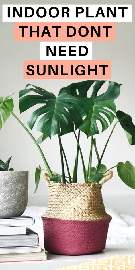 Here I share 13 plants that don't need sunlight, plants that dont need light, indoor plant that dont need sun, plants that don't need sunlight houseplant. #plantsnosunlight #houseplants Plants That Require No Sunlight, House Plants That Dont Need Sunlight, Plants With No Sunlight, Indoor Plants That Dont Need Sunlight, Direct Sunlight Plants Outdoor, Plants That Dont Need Sunlight, Zero Sunlight Indoor Plants, Bathroom Plants No Sunlight, Sunlight Plants