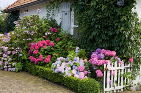 10 Ways To Create An English Garden - Northern Nester Golden Elf, Manor Garden, Famous Gardens, Tiered Garden, Hydrangea Garden, Cottage Garden Design, Garden Shrubs, English Cottage Garden, Topiaries