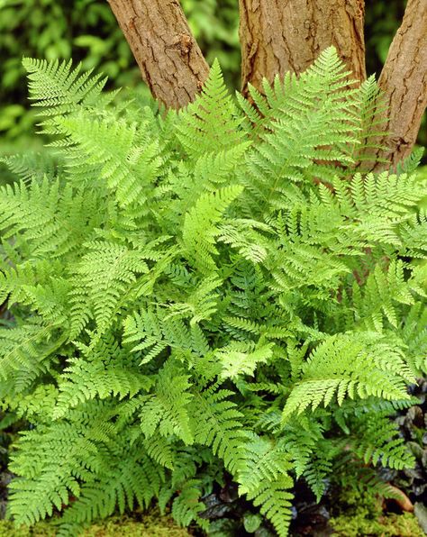 Ferns Plants For Sale - 2 Ferns For $11.99 Dryopteris Erythrosora, Evergreen Ferns, Lady Fern, Ferns Garden, Tree Nursery, Fern Plant, Vascular Plant, Shade Trees, Woodland Garden