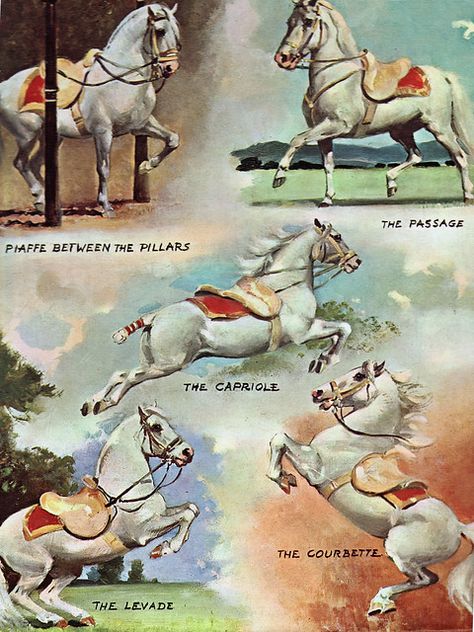 Lippizaner, Unique Horses, White Stallion, Spanish Riding School, Vintage Equestrian, Riding School, Horse Books, Horse Artwork, Equestrian Art